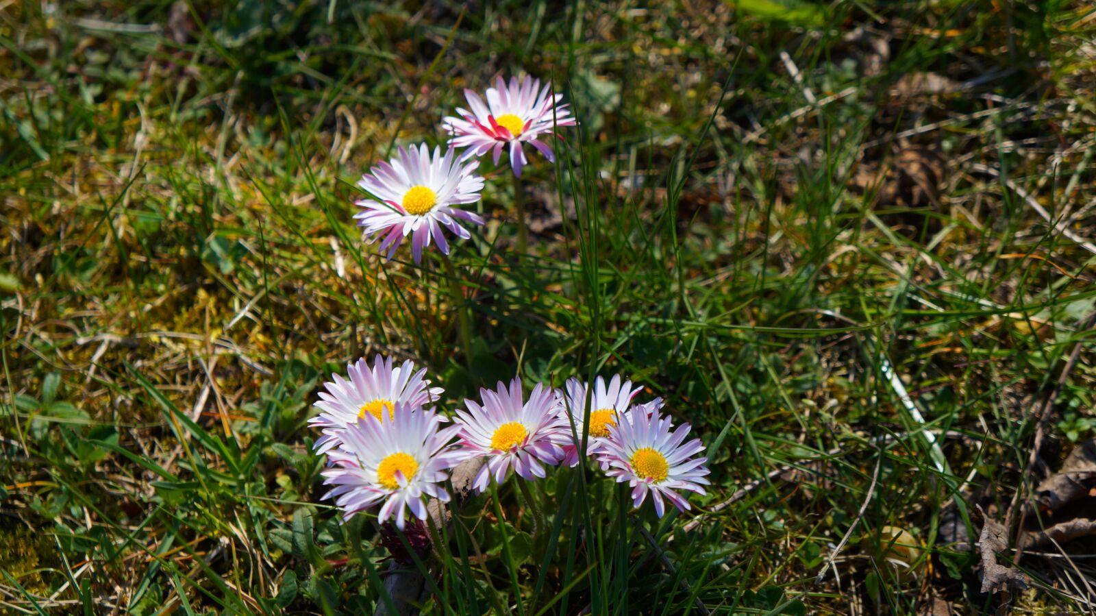 Sony Alpha a3000 sample photo. Nature, plants, garden photography