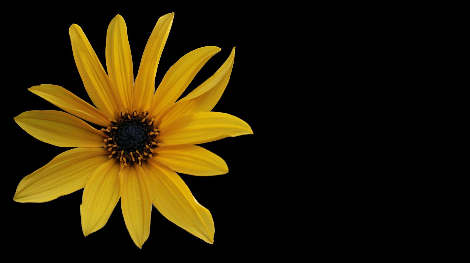 Canon EOS 80D sample photo. Flower, sunflower, yellow photography