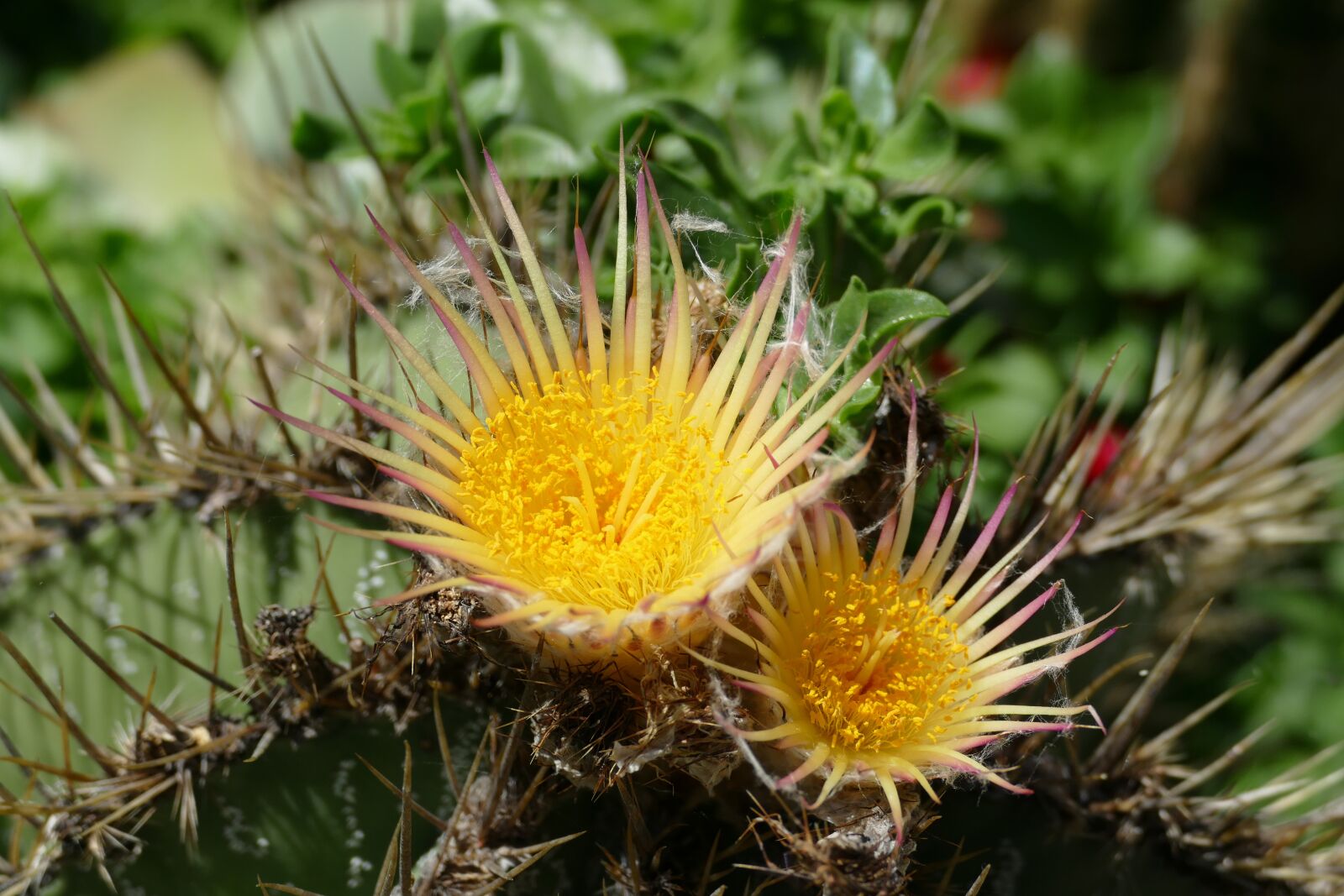 Panasonic Lumix DMC-FZ1000 sample photo. Cactus blossom, blossom, bloom photography