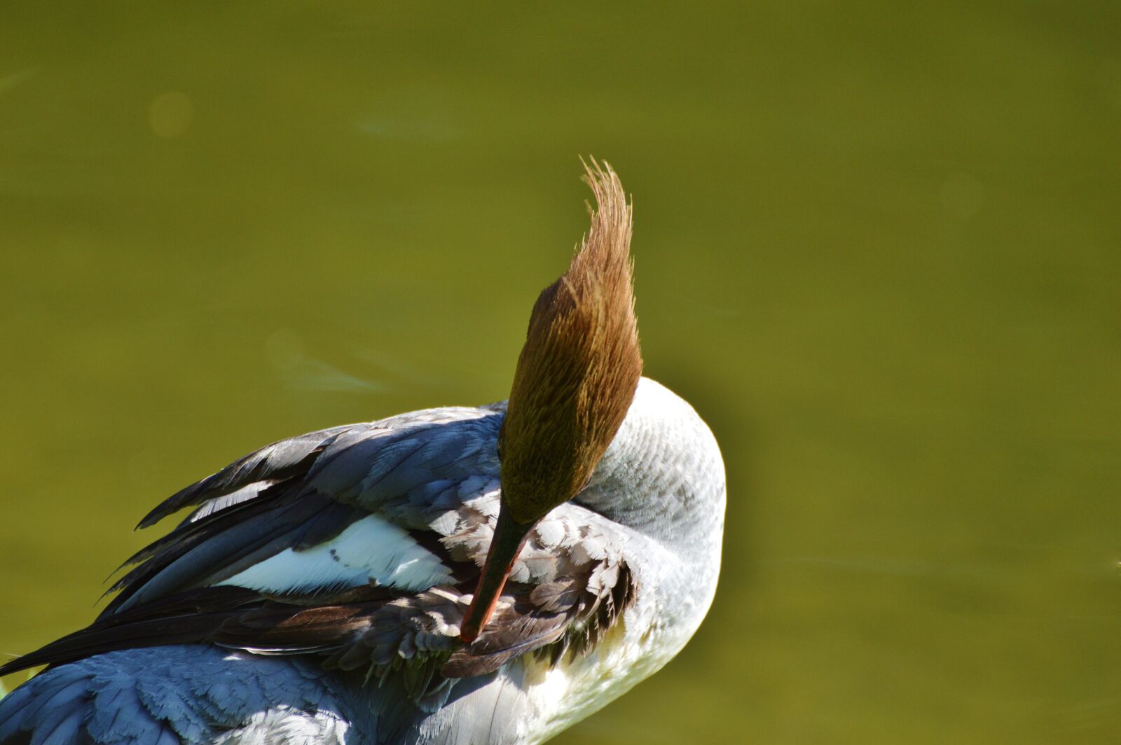 Nikon D3200 sample photo. Merganser, ducks, waterfowl photography