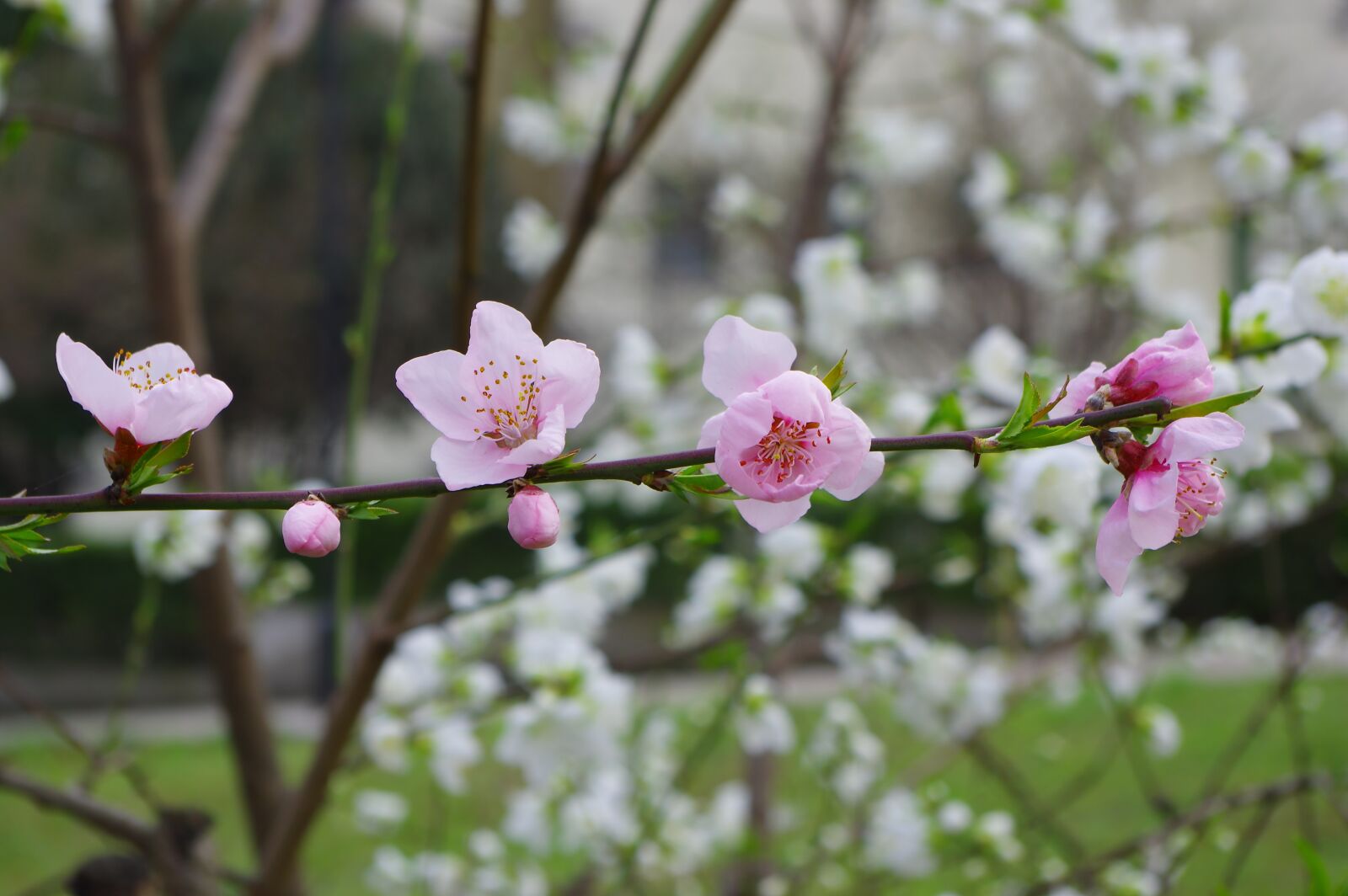 Pentax K-3 sample photo. Spring, flower, pink photography