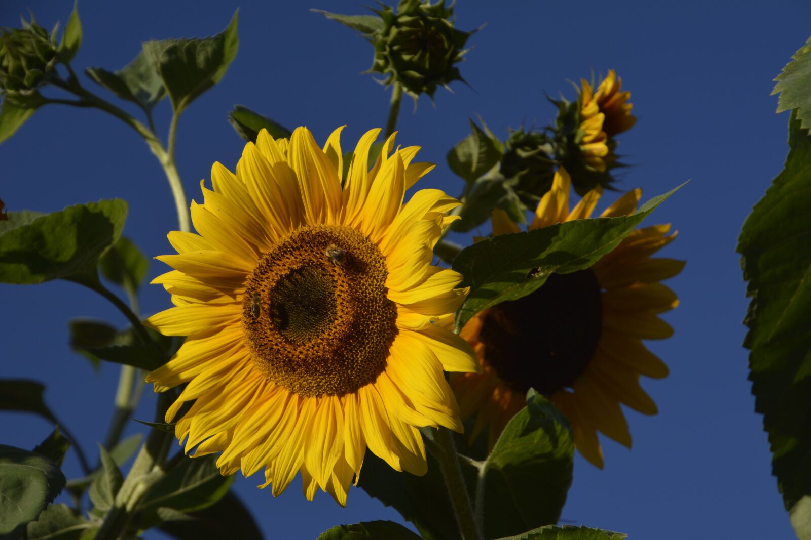 Nikon D7100 sample photo. Sunflower, garden, yellow photography