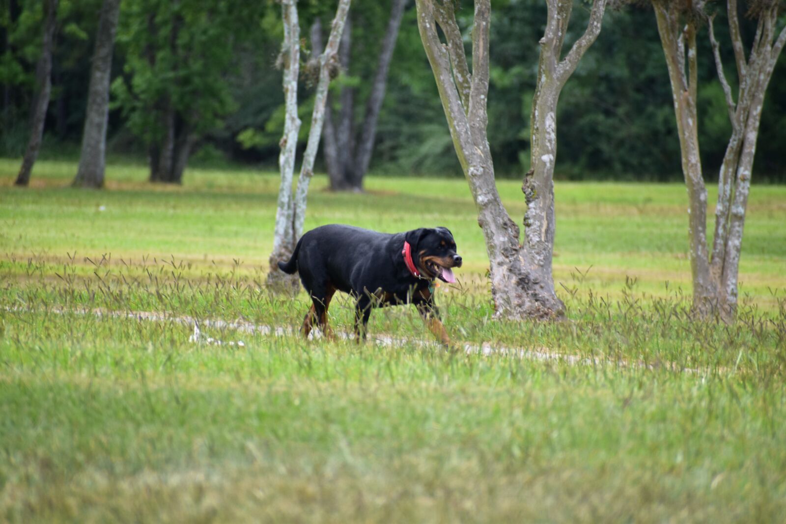 Nikon D3500 sample photo. Rottweiler, dog, puppy photography