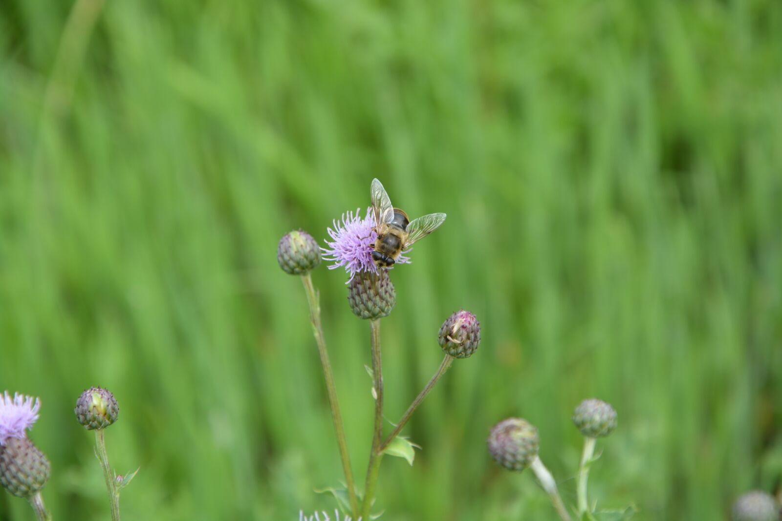 Nikon D5200 sample photo. Bees, flowers, tigist photography