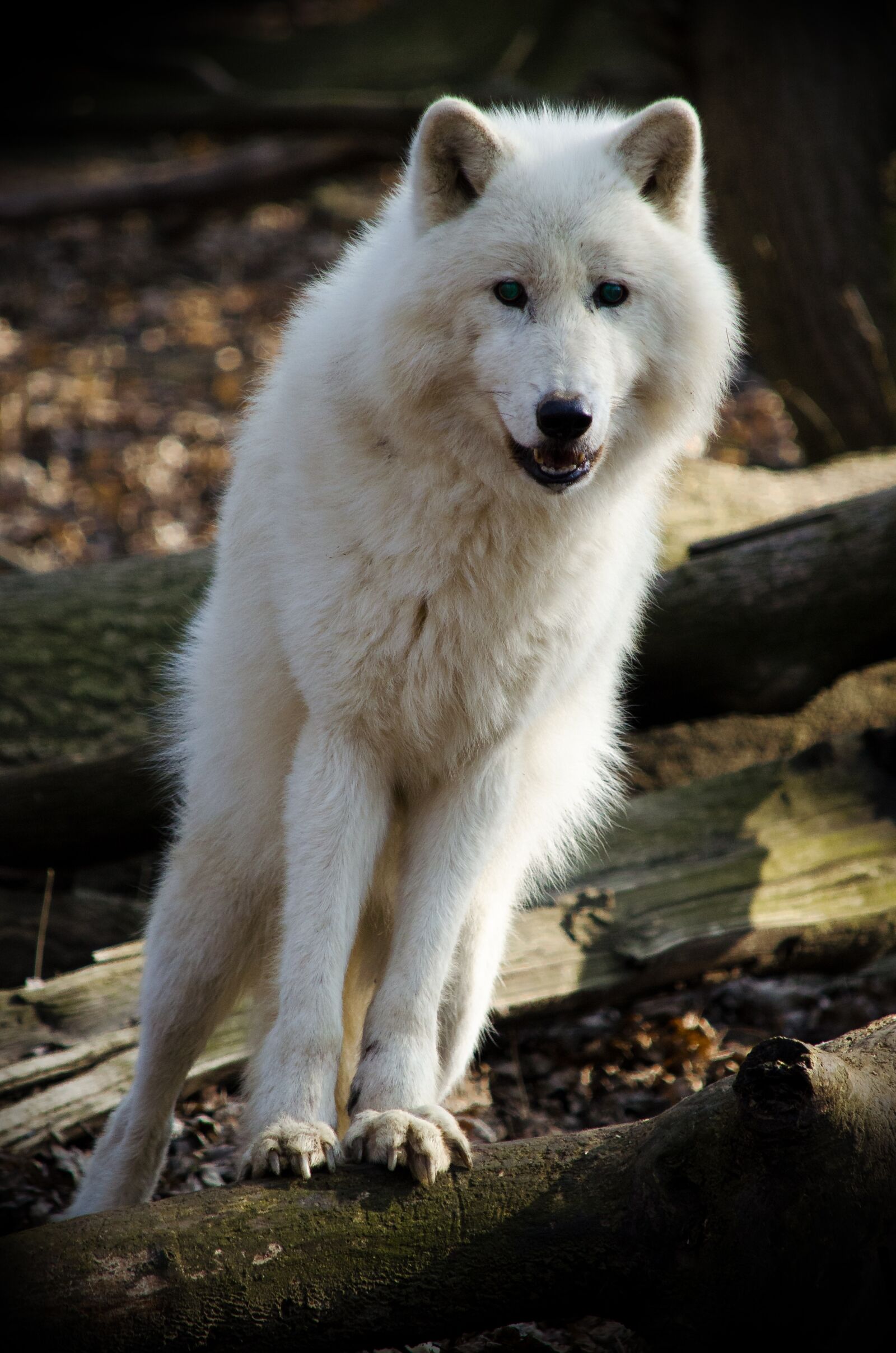 Nikon D5100 sample photo. Mammal, wolf, nature photography