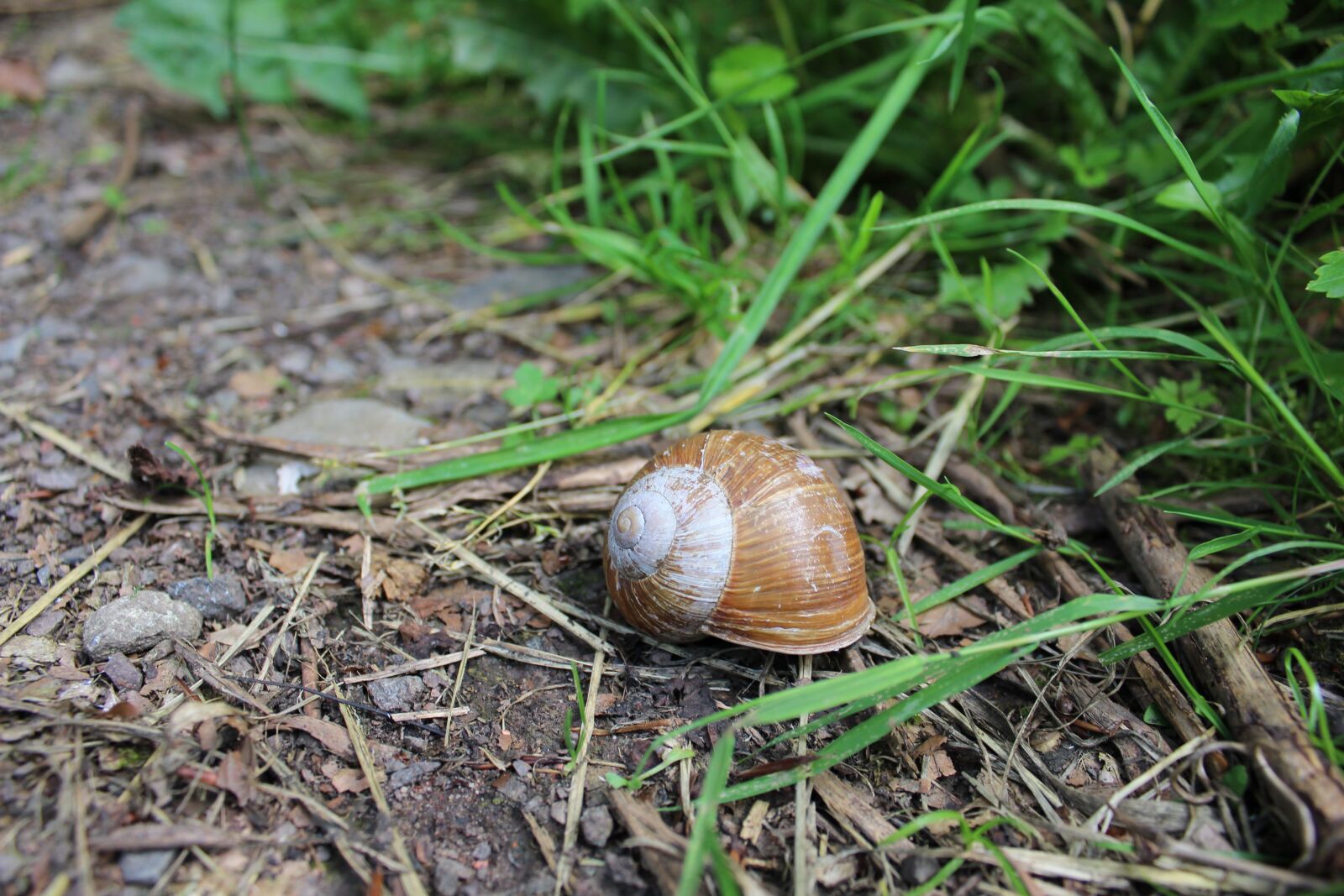 Canon EOS 1200D (EOS Rebel T5 / EOS Kiss X70 / EOS Hi) sample photo. Snail, forest, plant photography