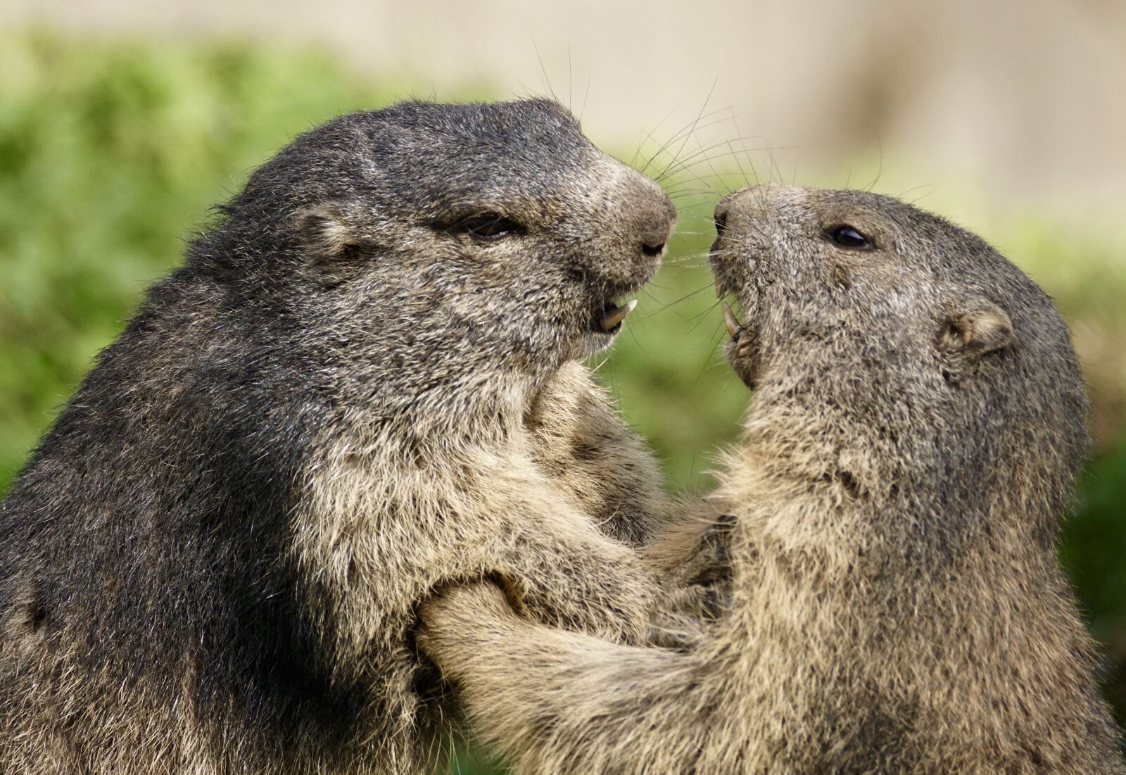 Sony DT 55-300mm F4.5-5.6 SAM sample photo. Marmot, rodent, alpine photography
