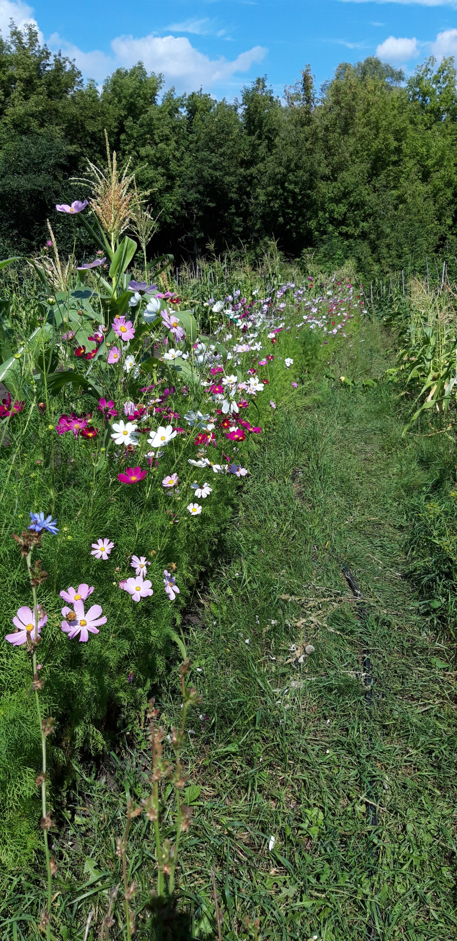 Samsung Galaxy A6 sample photo. Flowers, forest, grass photography