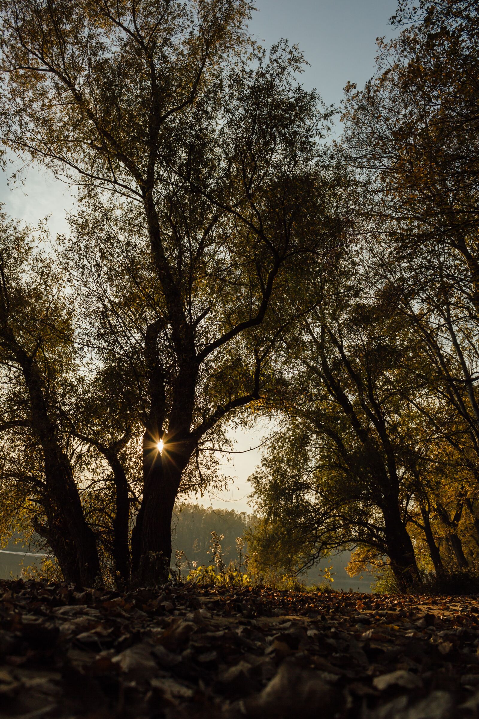 Canon EF-S 18-55mm F3.5-5.6 IS sample photo. Sunrays, shadow, trees, silhouette photography