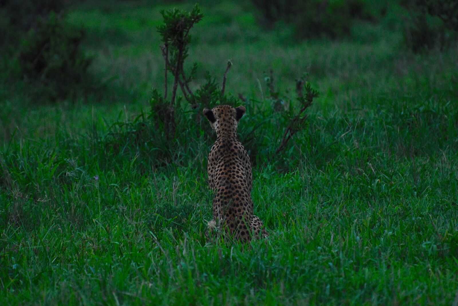 Nikon D200 sample photo. Cheetah, nature, wilderness photography