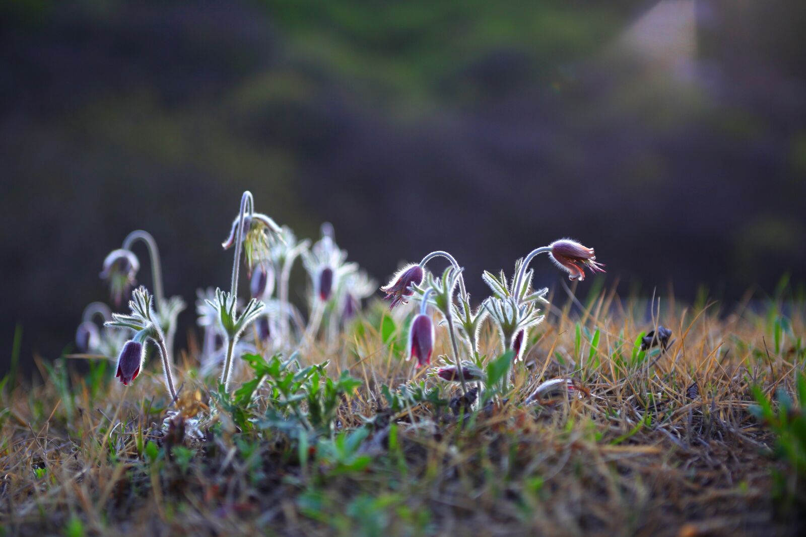 Canon EOS 5D Mark II sample photo. Nature, grass, flowers photography