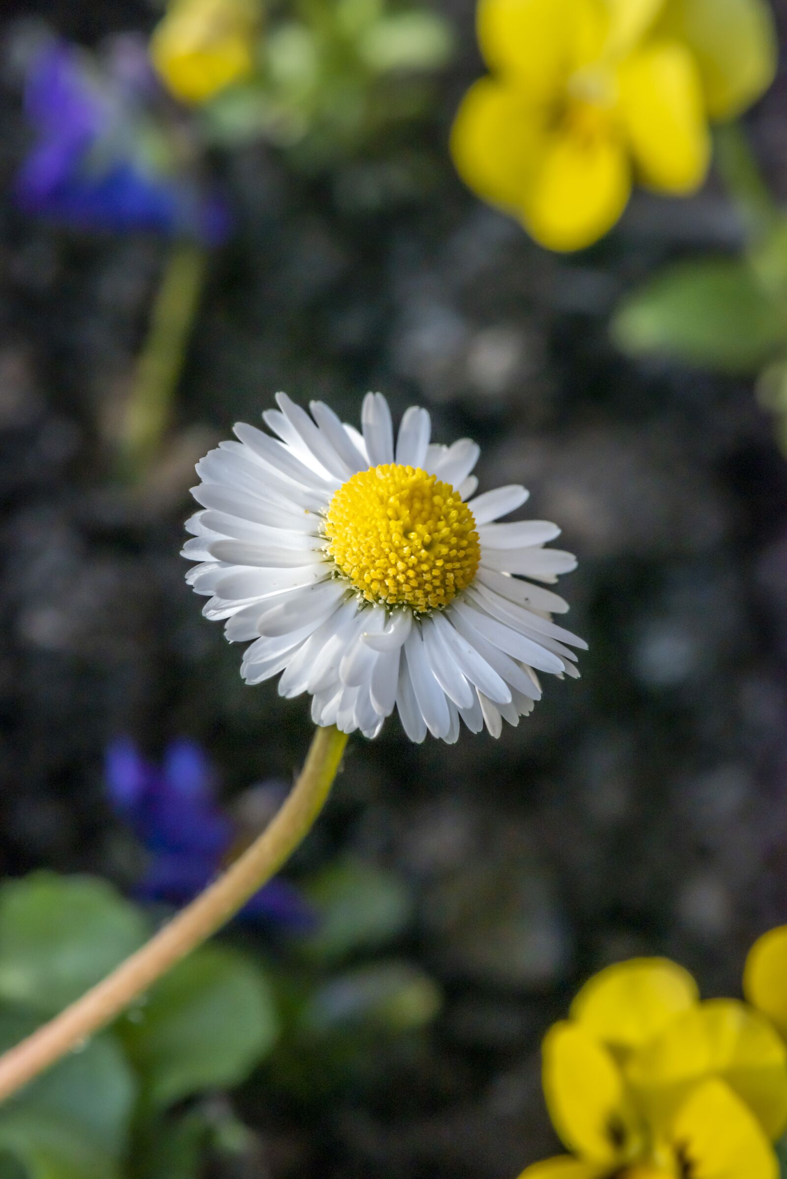 Nikon D810 sample photo. Daisy, flower, nature photography