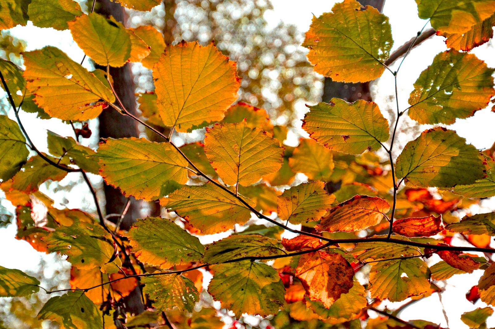 Nikon D90 sample photo. Leaf, branch, tree photography