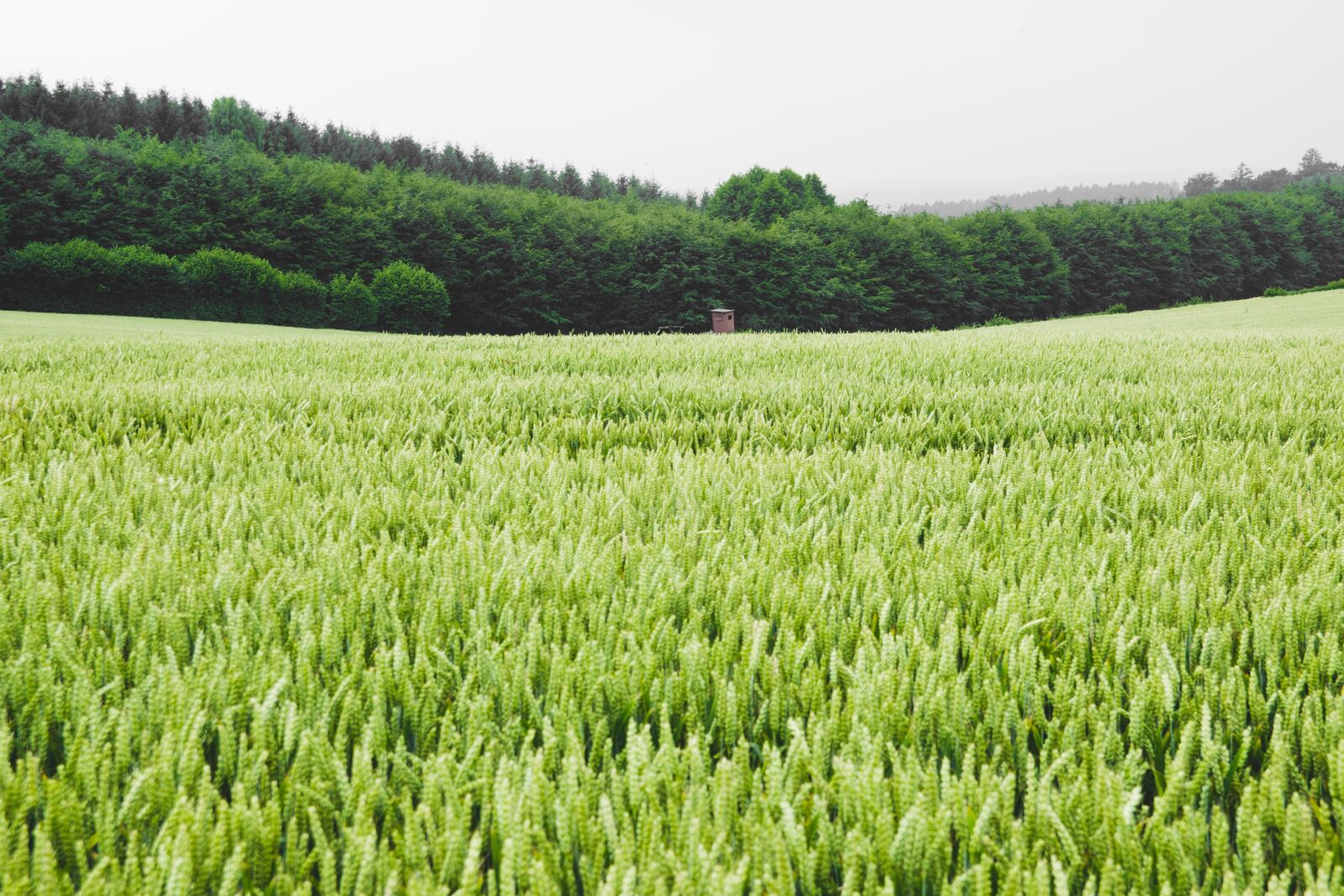 Nikon D3300 sample photo. Field, wheat, corn photography