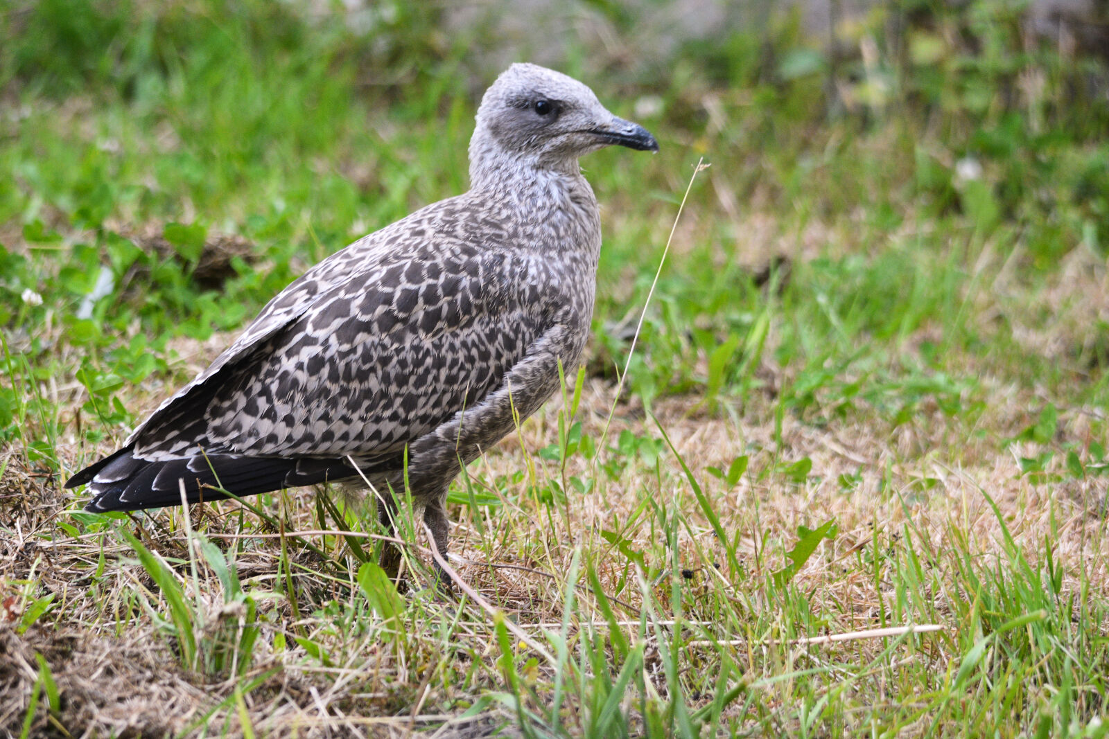 Nikon D5200 sample photo. Jeune, goeland, nature, oiseau photography