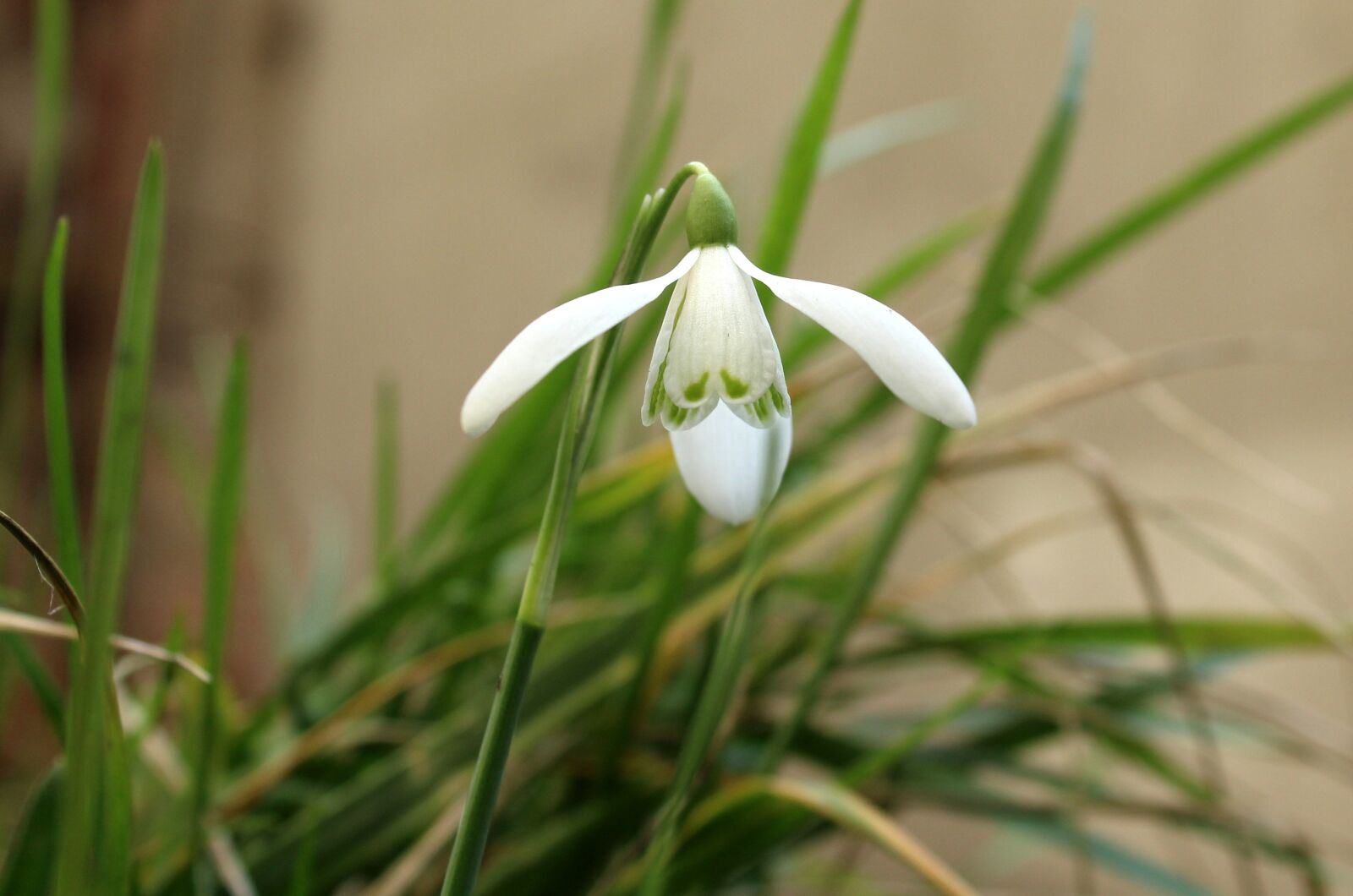 Canon EOS 1200D (EOS Rebel T5 / EOS Kiss X70 / EOS Hi) sample photo. Snowdrop, early spring, one photography