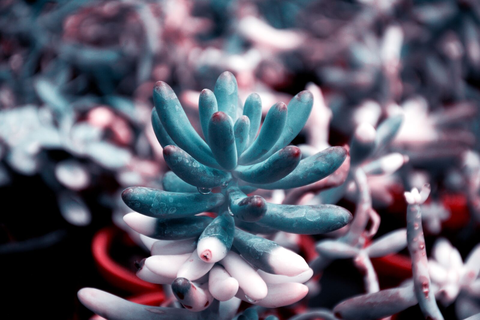 Nikon D5200 sample photo. Pachyphytum, ancient, mexico photography