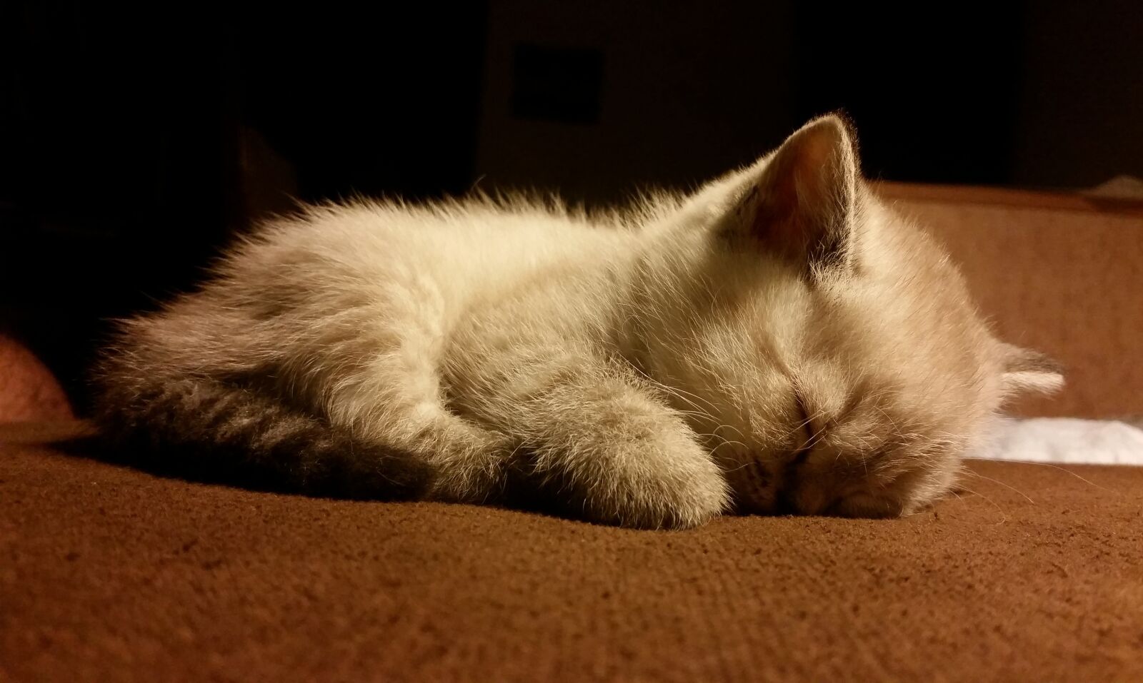 Samsung Galaxy S5 sample photo. Kitten, cat, white cat photography