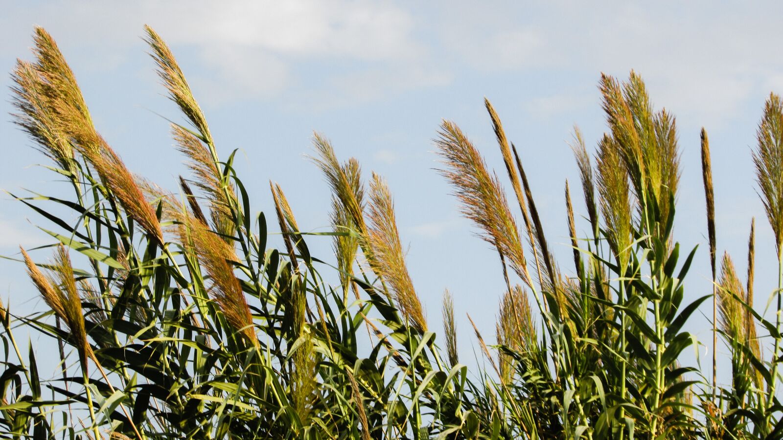 Canon PowerShot SX400 IS sample photo. Reed, plant, nature photography