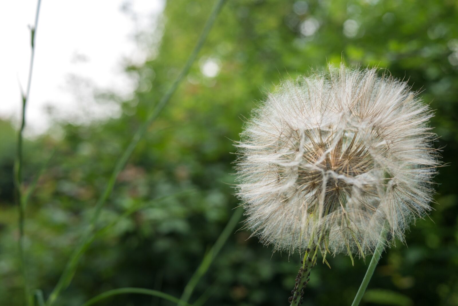 LUMIX G 20/F1.7 II sample photo. Tragopogon, a goatee, plant photography