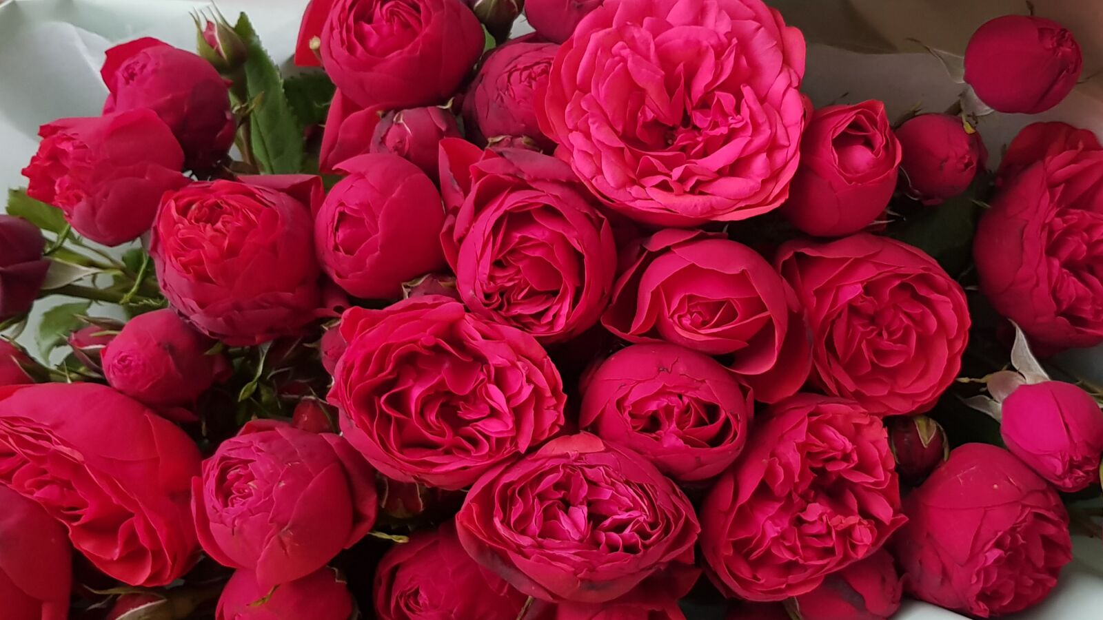 Samsung Galaxy S8+ sample photo. Flowers, roses, bouquet photography