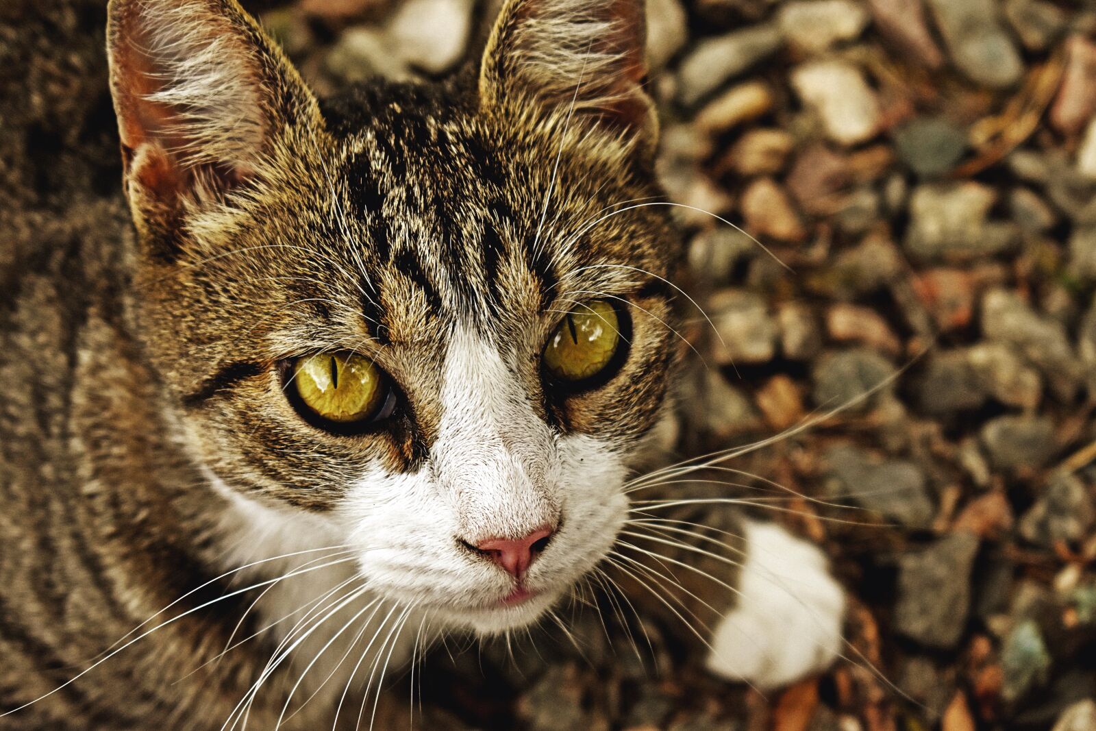 Nikon D3400 sample photo. Cat, pet, portrait photography
