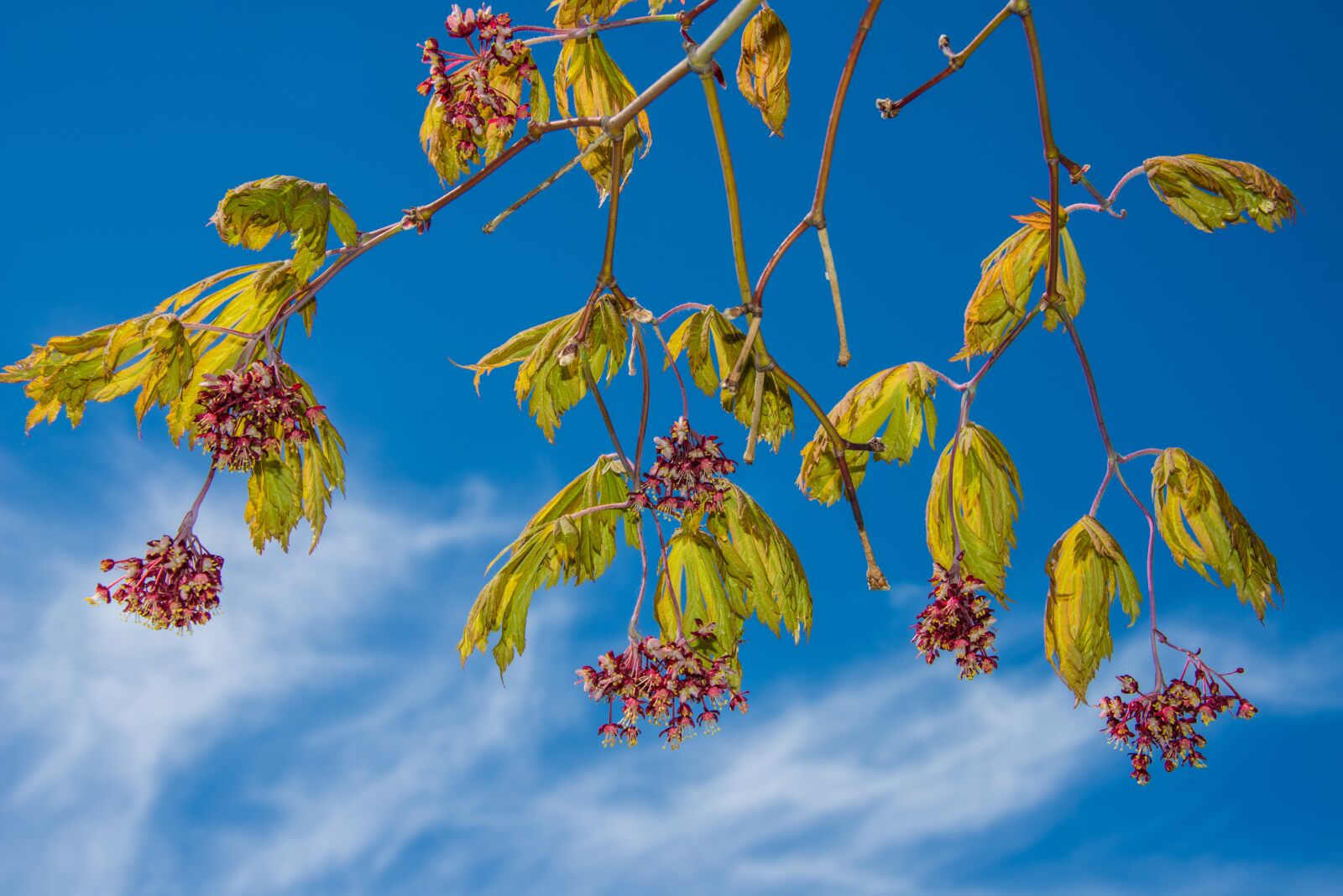 Nikon D800 sample photo. Flowers, clouds, spring photography