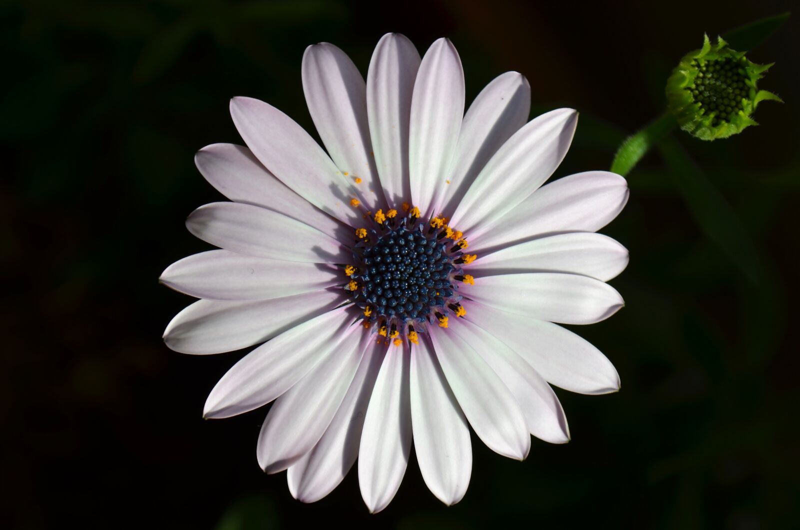 Nikon D5100 sample photo. Flower, macro, nature photography