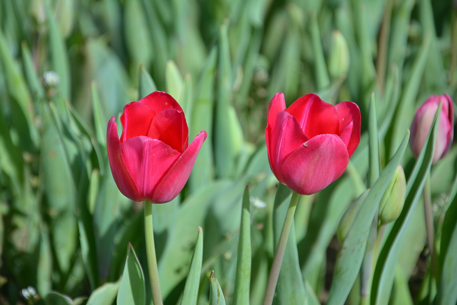 Nikon D7100 sample photo. Nature, plant, flower photography