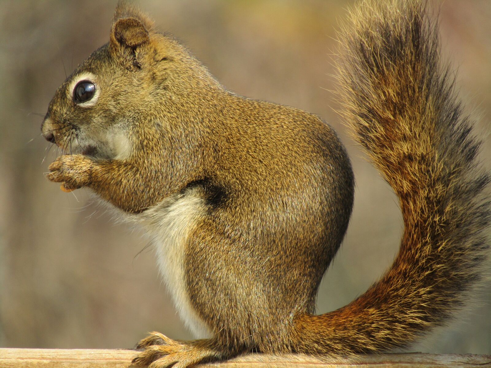 Canon PowerShot SX420 IS sample photo. Mammal, squirrel, animal photography