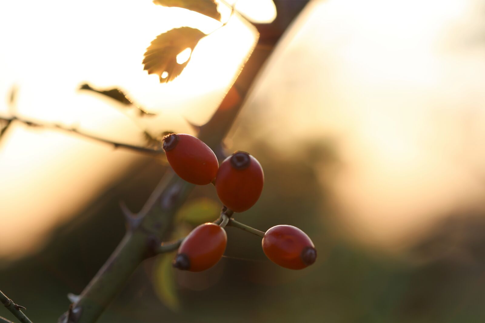 Canon EOS 6D + Canon EF 100mm F2.8 Macro USM sample photo. Dog rose, sunset, plant photography