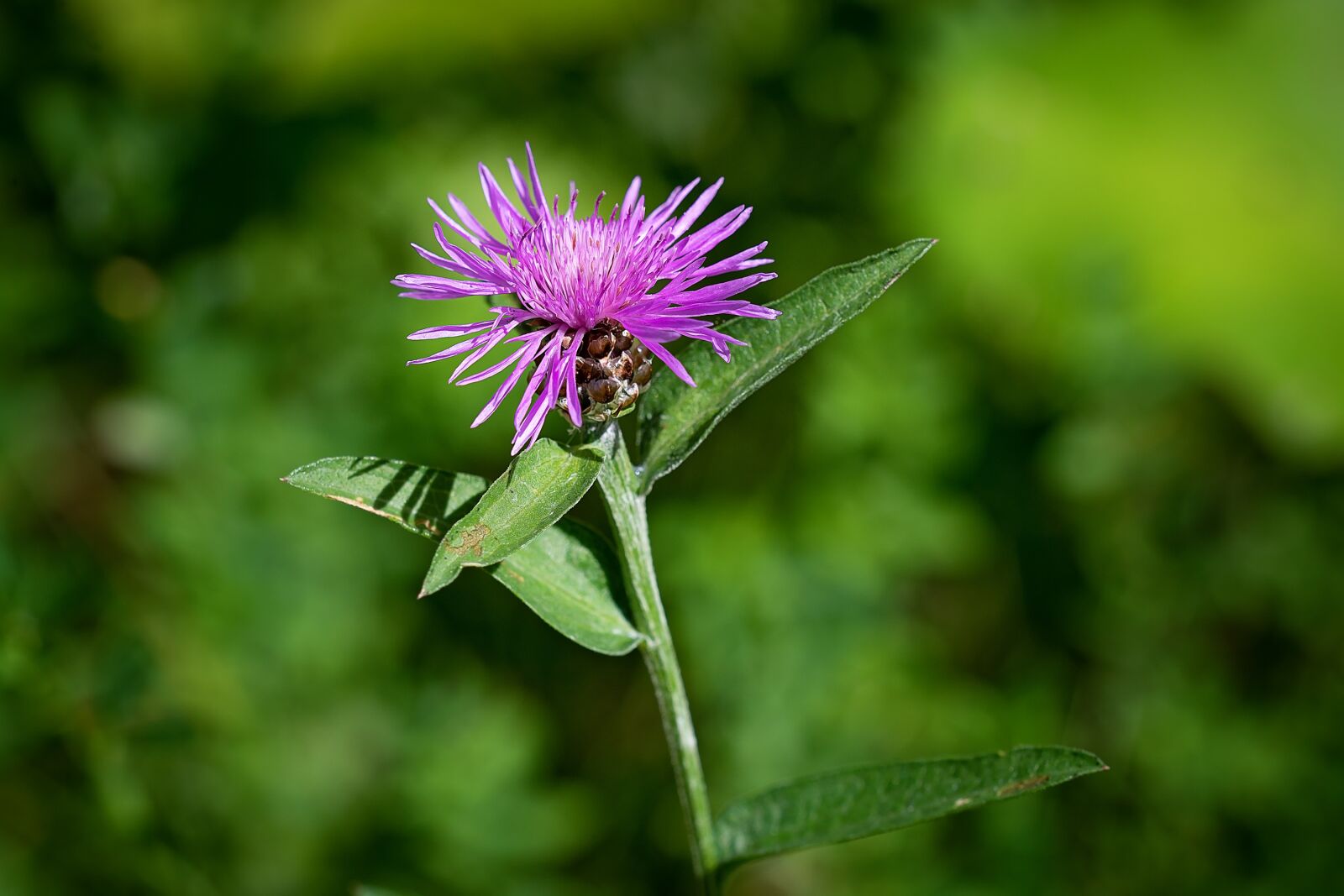 Nikon D7100 sample photo. Flower, purple, purple flower photography