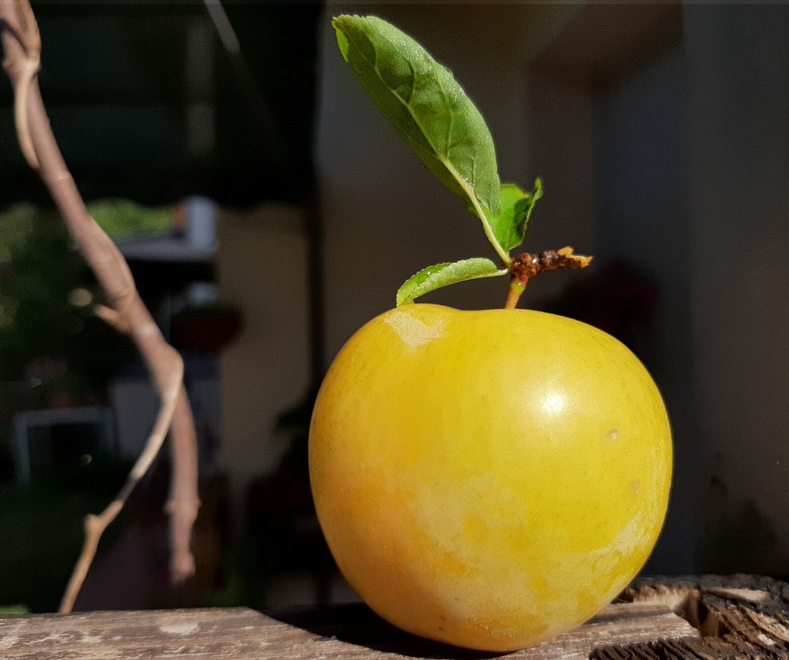 Samsung Galaxy A50 sample photo. Plum, susina, frutto photography