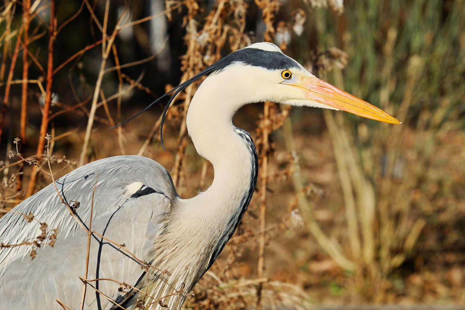 Fujifilm XF 55-200mm F3.5-4.8 R LM OIS sample photo. Heron, grey heron, bird photography