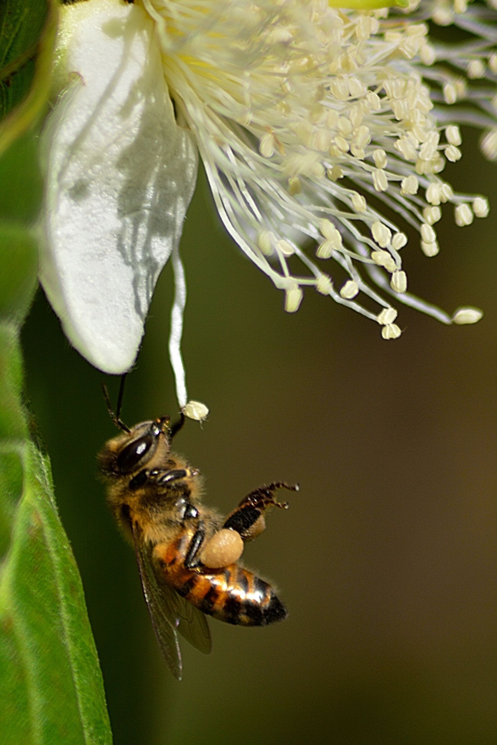 Nikon D3200 sample photo. Flower, bee, insects photography