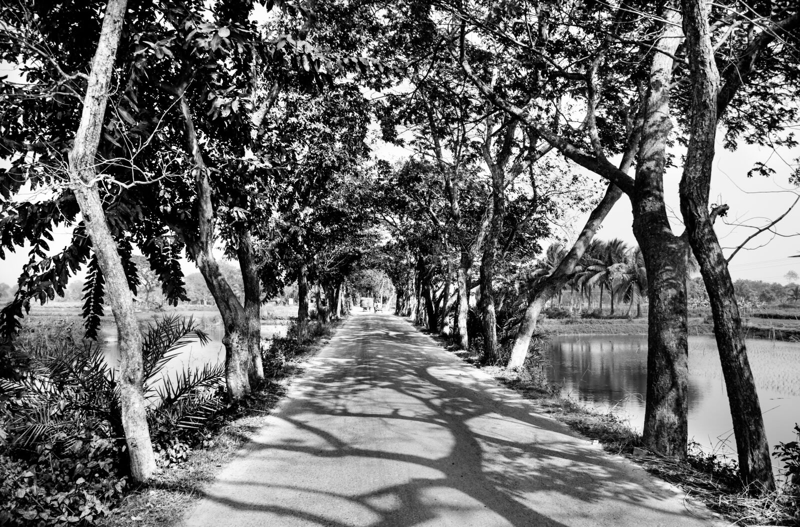 Nikon D7000 sample photo. Shadow, trees, road photography