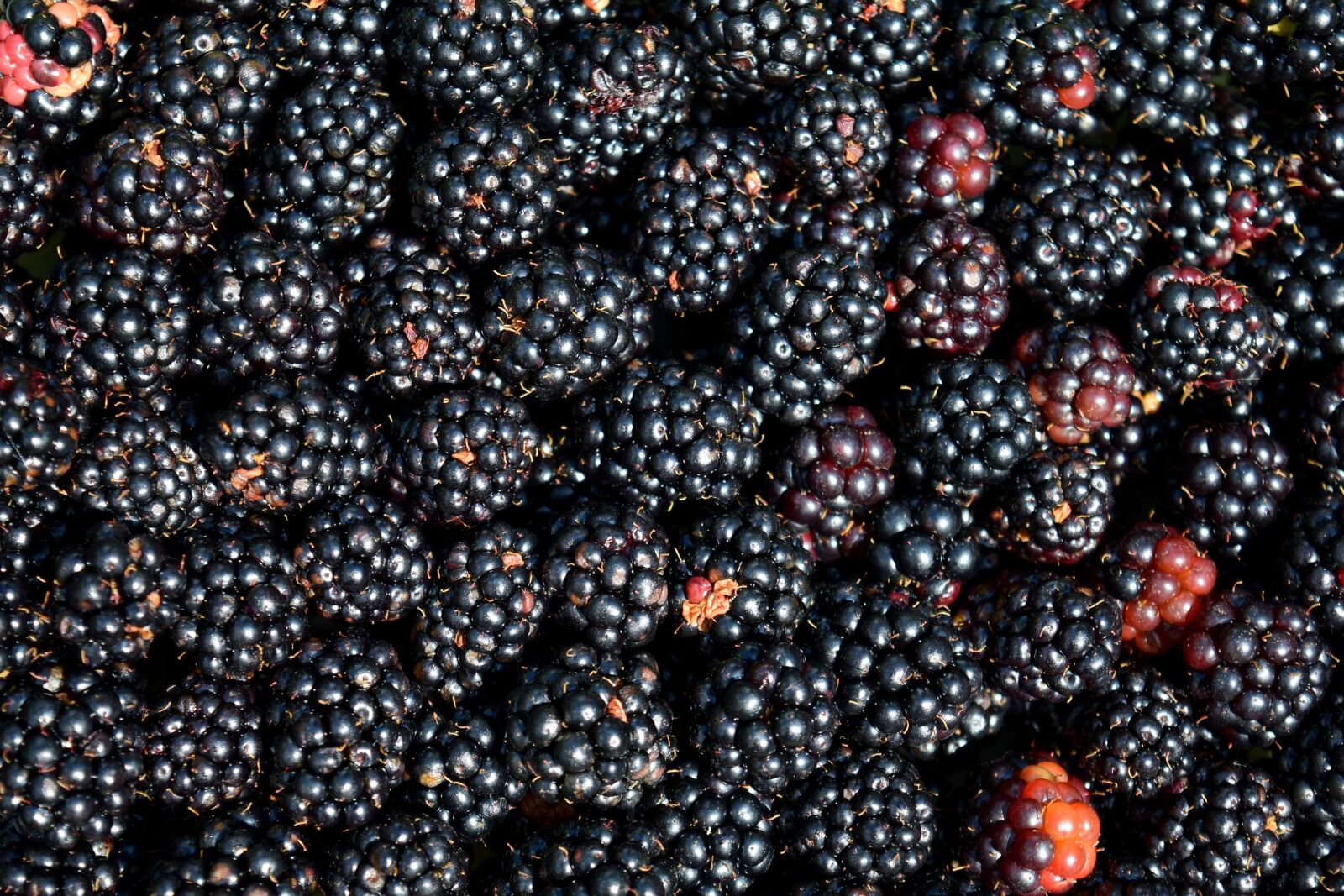Nikon D3300 sample photo. Food, blackberry, berry, fruit photography