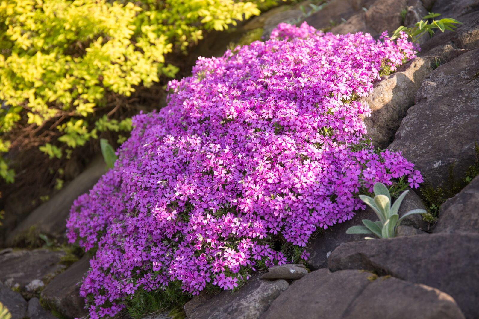 Canon EF 24-70mm F4L IS USM sample photo. Flower, nature, garden photography