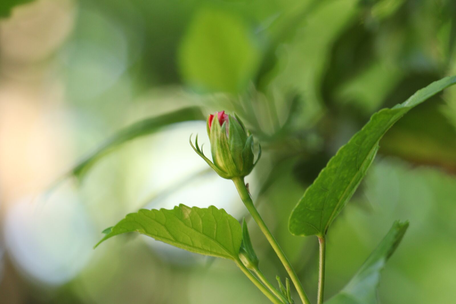 Canon EOS 250D (EOS Rebel SL3 / EOS Kiss X10 / EOS 200D II) sample photo. Green, leaf, flower photography