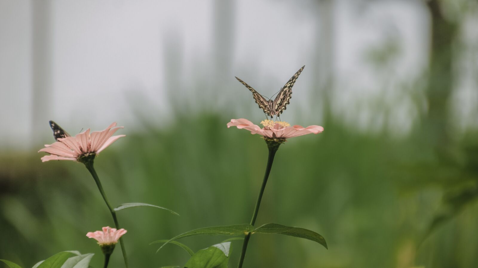Canon EOS 600D (Rebel EOS T3i / EOS Kiss X5) sample photo. Butterfly, flower, village photography