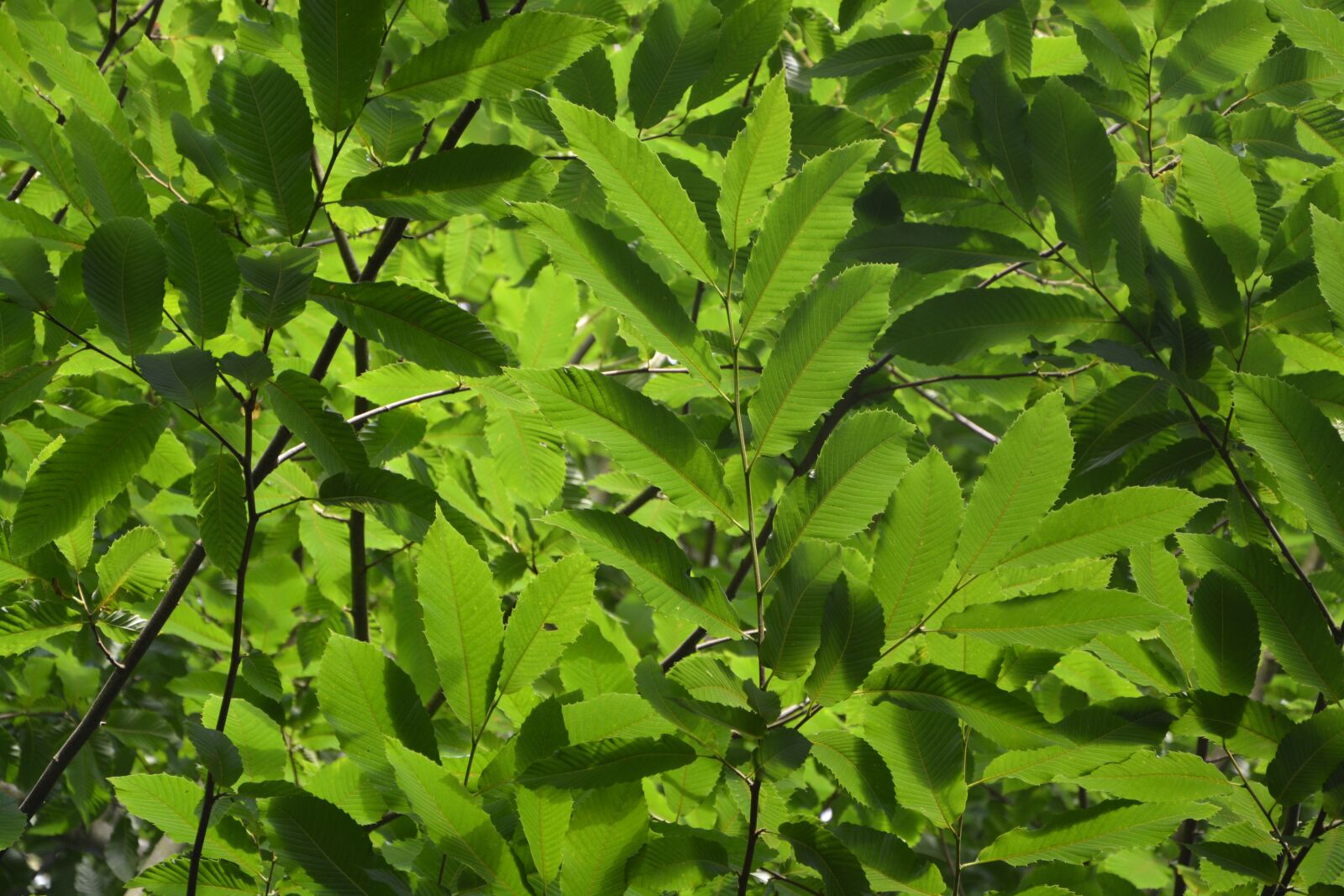 Nikon D5200 sample photo. Leaves, foliage, green photography