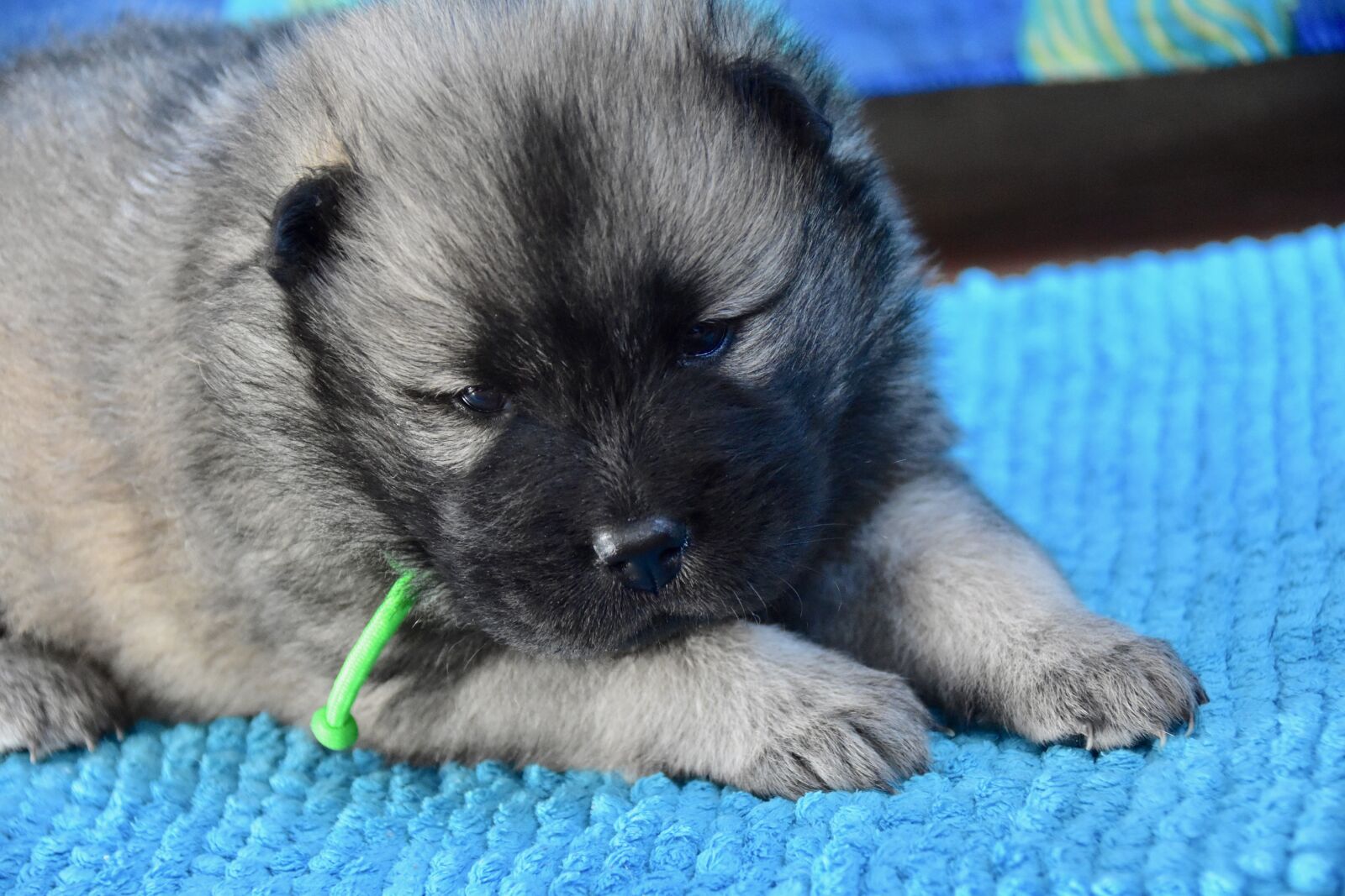 Nikon D5600 sample photo. Dog, puppy, young dog photography