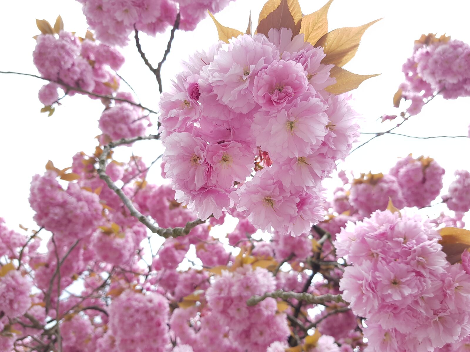 Samsung Galaxy S8 sample photo. Blossom, bloom, rose photography