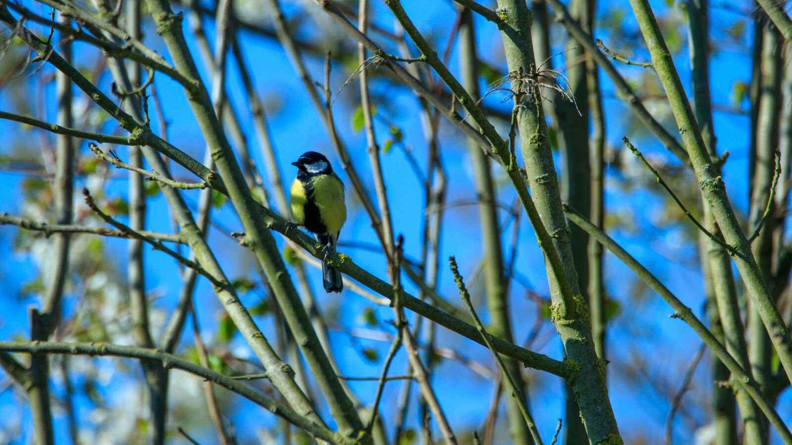 Canon EOS 80D sample photo. Tit, spring, bird photography