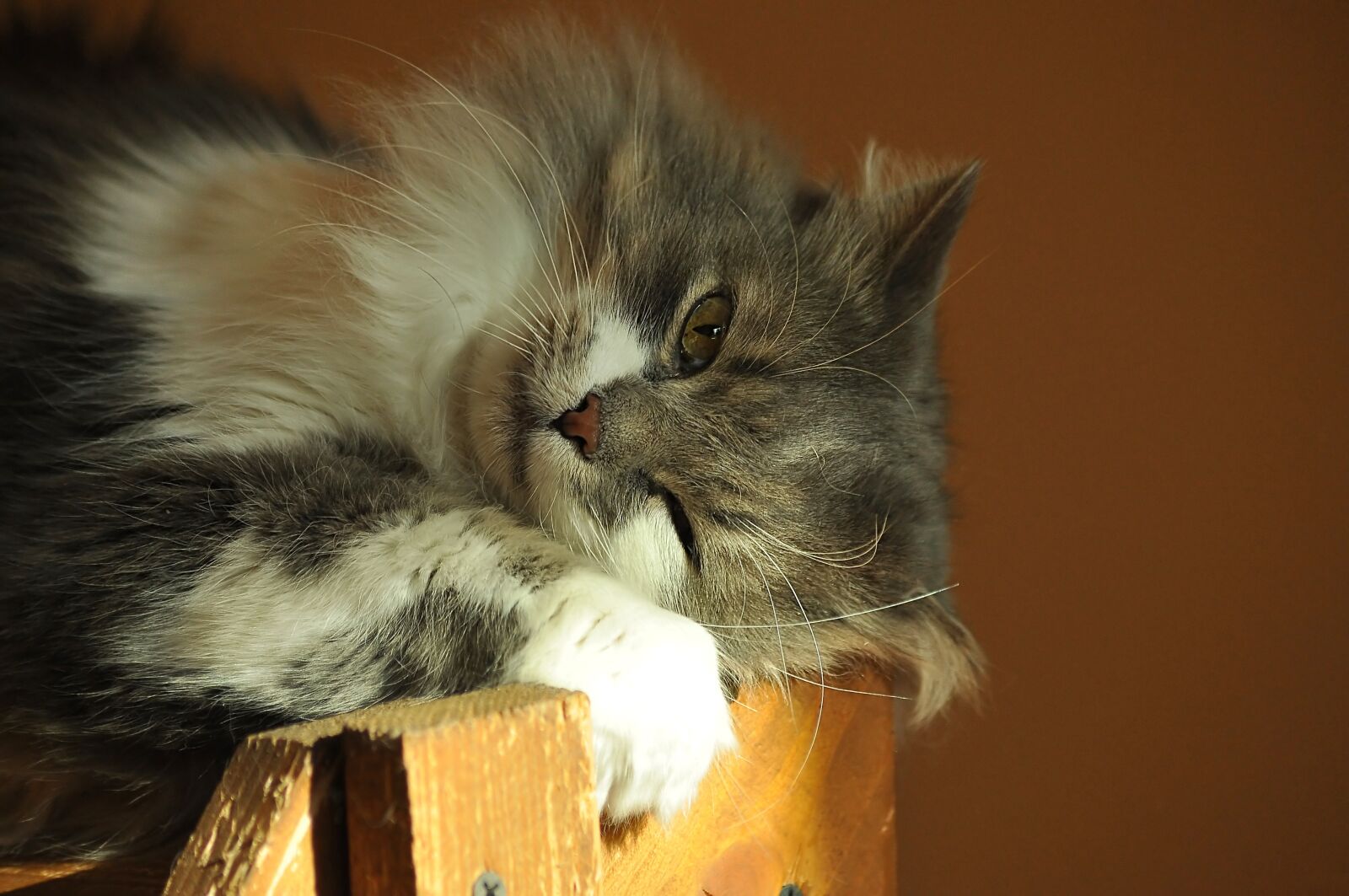 Nikon D90 sample photo. Cat, eye, watch photography