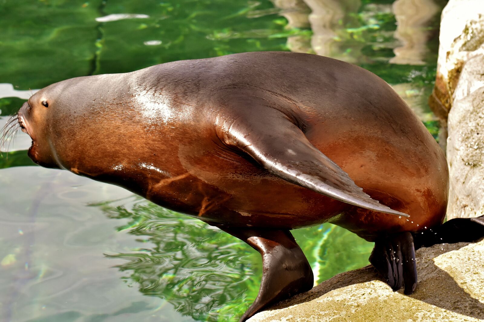 Nikon D7200 sample photo. Seal, sea lion, water photography