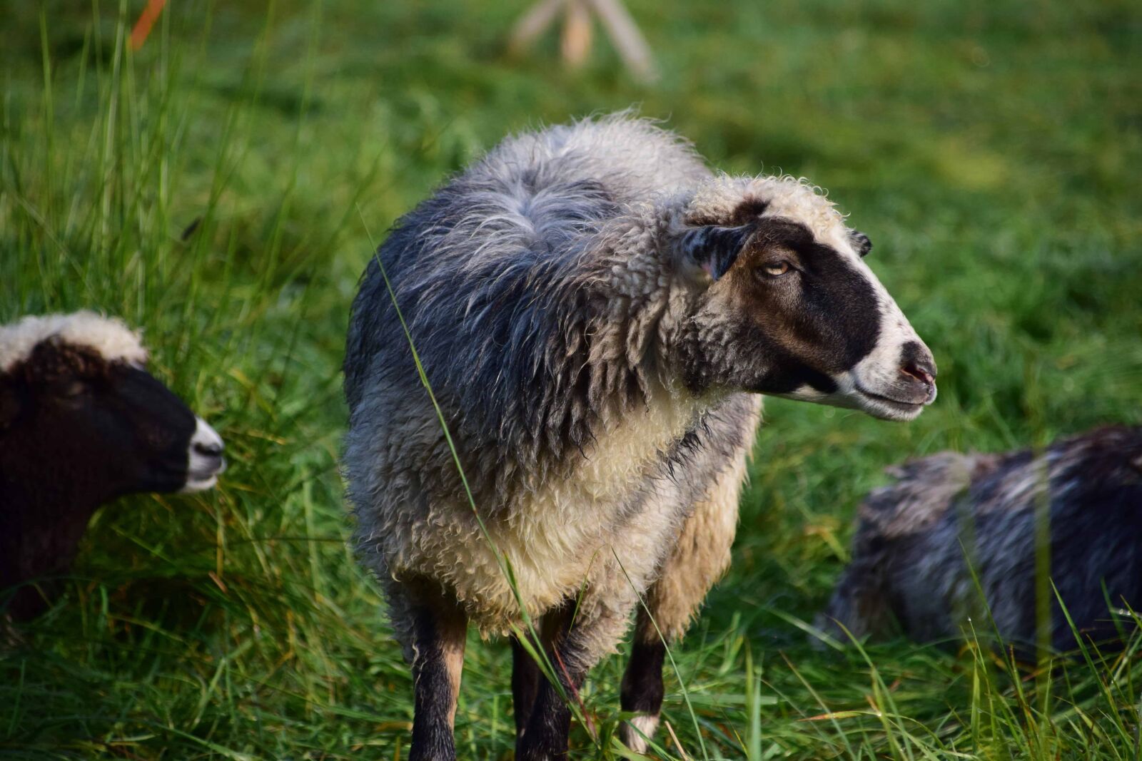 Nikon D3300 sample photo. Sheep, grass, livestock, animal photography