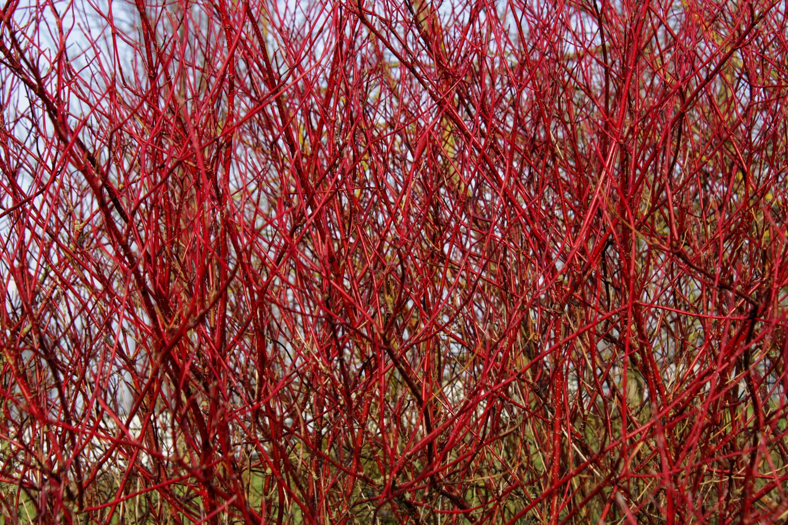Canon EOS 2000D (EOS Rebel T7 / EOS Kiss X90 / EOS 1500D) sample photo. Branch, bush, siberian dogwood photography