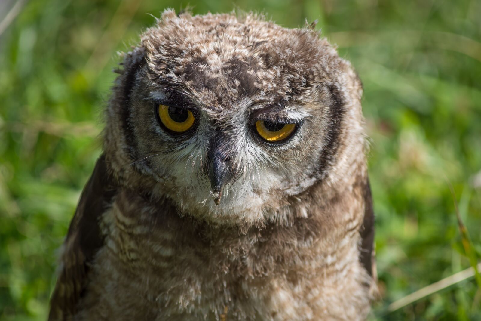 Nikon D7200 sample photo. Owl, close up, bird photography