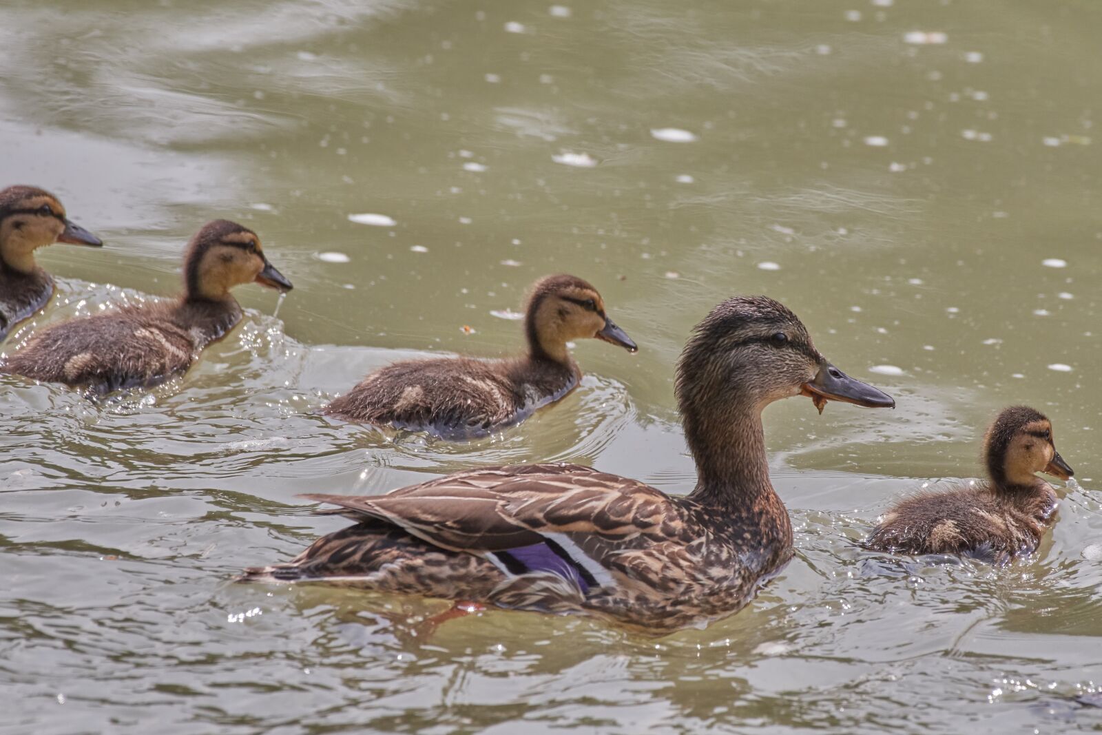 Nikon D500 sample photo. Ducks, young animal, water photography